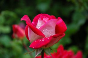 Selbstliebe