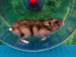 Läufst Du auch durch Dein tägliches Hamsterrad?